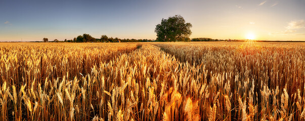 Wheat field. Ears of golden wheat close up. Beautiful Rural Scenery under Shining Sunlight and blue sky. Background of ripening ears of meadow wheat field. © TTstudio