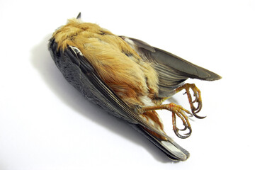 Shot dead bird (nuthatch) body on white background; isolated color photo.