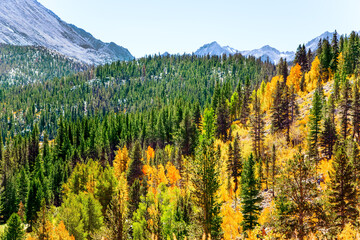 Fototapeta premium The birches. aspens and coniferous forests