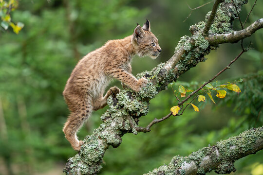 A small lynx cub crawling on the branches of a fallen lichen-covered tree.