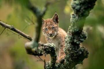 Lynx cub on a tree branch with blurred background looking ahead to the camera.
