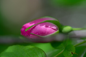 Young pink rosehip flower in bokeh
