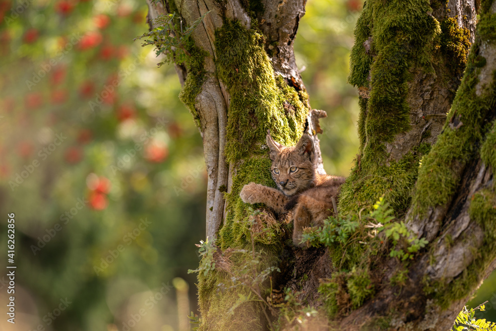 Wall mural sitting small lynx cub in a mossy tree with red furits tree in the background and golden long grass 