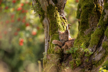Sitting small lynx cub in a mossy tree with red furits tree in the background and golden long grass on a bottom.