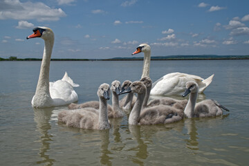 Bird mute swan (Cygnus olor) family with cute baby cygnets swimming together in green water lake Balaton, color photo No. 3.