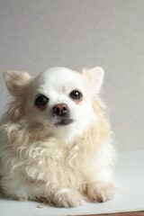 Chihuahua sitting and looking at camera against white background