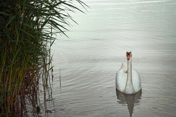 Water bird adult mute swan (Cygnus olor) swimming in green the lake Balaton, color photo.
