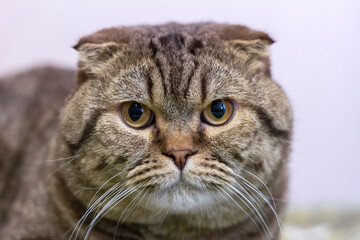 Scottish fold cat. Portrait of a cat with a variegated color.
