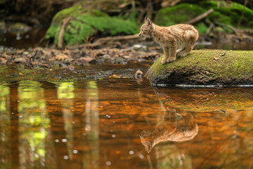 Focused lynx cub on the stone in the forest with reflection in the stream.