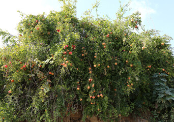 Fototapeta na wymiar Pomegranate Tree with fruits