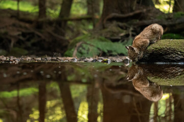 Lynx cub drinking from forest stream with reflection in the water
