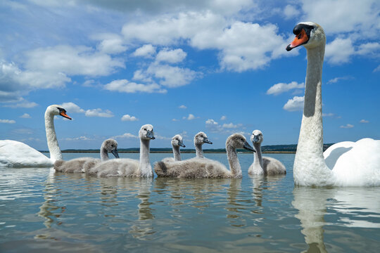 Mute swan (Cygnus olor) bird family with cygnets swimming together in lake Balaton, color photo.