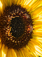 sunflower   yellow   close up