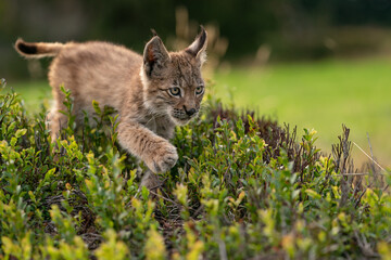Obraz premium Small lynx cub crossing a blueberry. Closeup view to wild animal