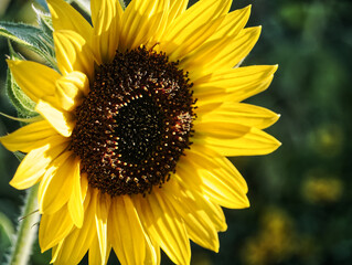 sunflower yellow