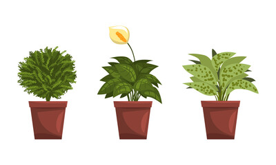 House Plants Collection, Green Potted Plants for Interior Decoration Flat Vector Illustration
