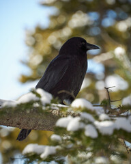 Crow on a branch