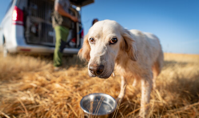 Pointer pedigree dog looking at the camera after training