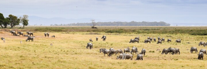 Naklejka na ściany i meble flock of wildebeest in the amboseli national park