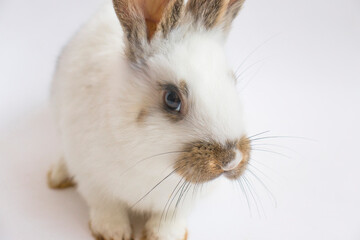 Easter Card Design. White funny bunny rabbit portrait isolited on white background. Rabbit silhuette.