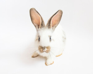 white rabbit with dark ears