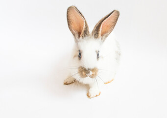 Easter Card Design. White funny bunny rabbit portrait isolited on white background. Rabbit silhuette.