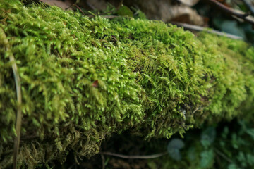 moss on the tree