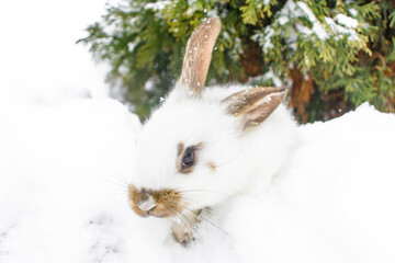 White funny rabbit portrait of a rabbit, under a Christmas tree on a white background.