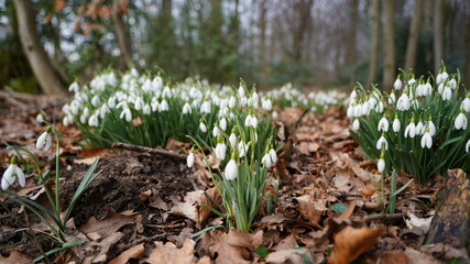 Schneegl&ouml;ckchen, Fr&uuml;hlingsboten im Wald