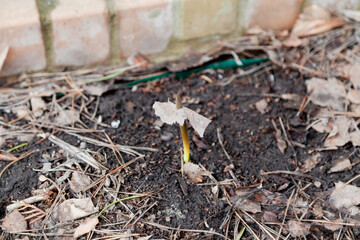 Green sprout raised dry birch leaf
