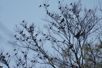 鳥の群れ