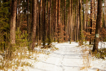 leśna zimowa ścieżka © Marcin Łazarczyk