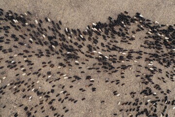 Aerial view of flock of black sheeps and rams grazing in field in mountains, natural winter landscape, rural scene, forest, Russia.