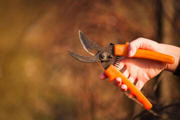 Gardener pruning trees with pruners on the background of nature. Gardener, pruner, nature. 