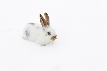 white rabbit with dark ears