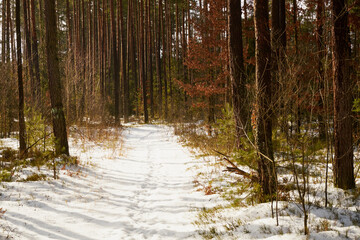 leśna zimowa ścieżka © Marcin Łazarczyk