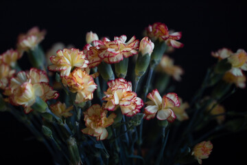 Obraz na płótnie Canvas Goździki w wazonie na czarnym tle, kwiaty w kolorze herbacianym, piękna wiązanka kwiatów