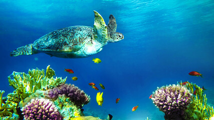 turtle swims near the corals © Happy monkey