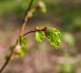 Young Linden leaves close-up in summer