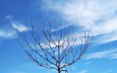 tree in the sky