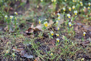Yellow viola flower in forest