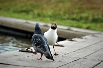 pigeon on the street