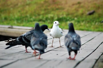 pigeons on the street