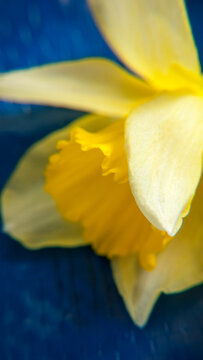 Detalle de p&eacute;talo amarillo de flor silvestre sobre fondo azul