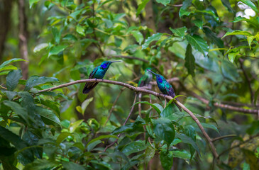 Beatiful Hummingbird, colibri sitting on a branch in Costa Rica. Central America.