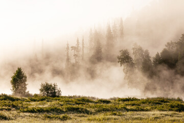 A misty summer morning on the flooded meadow of Oulanka National Park, Northern Finland. 