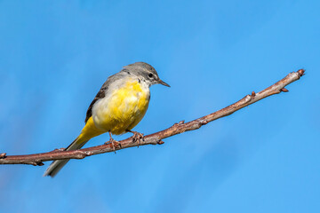 Grey Wagtail (Motacilla cinerea) perched on a  branch which is a common insect eating bird with a yellow under belly and usually found by a stream or a river side, stock image photo