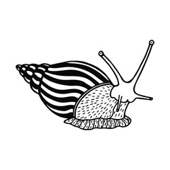 Snail.  Vector stock illustration eps10. Isolate on white background, outline, hand drawing.