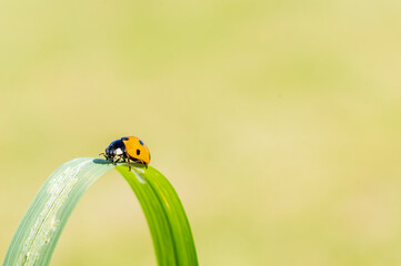 Ladybug, (coccinella septempunctata) a red beetle insect with seven spots resting on a grass reed  in summer and commonly known as a ladybird or lady beetle, macro close up photo