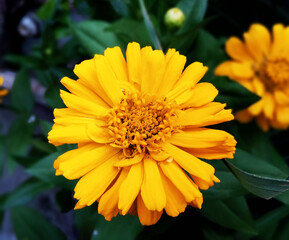 yellow zinnia angustifolia flower in the garden